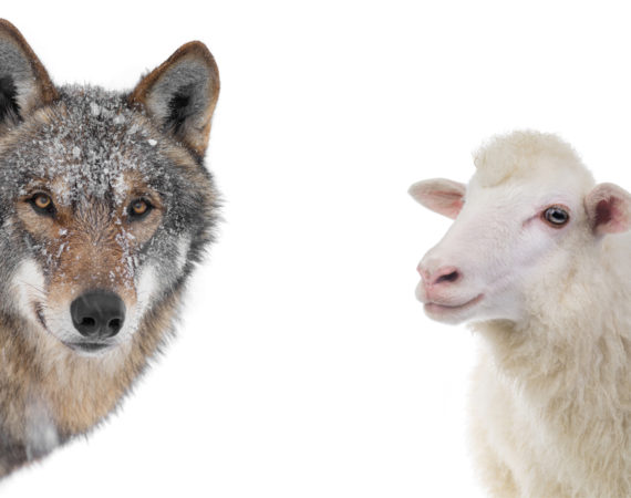 wolf and sheep portrait isolated on a white background.