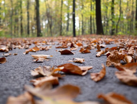 Lot of dry autumn maple leaves fallen on the ground surrounded by tall trees on a blurred background Rozważania o duchowości św. Teresy od Dzieciątka Jezus