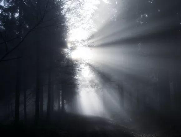 drzewa-w-lesie-na-tle-nieba Poznanie nad wszelkie poznanie cz. 2