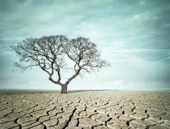 big tree on drought land Z grzechu do wolności
