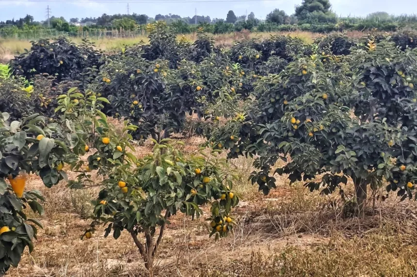 Camino Levante dzień 4