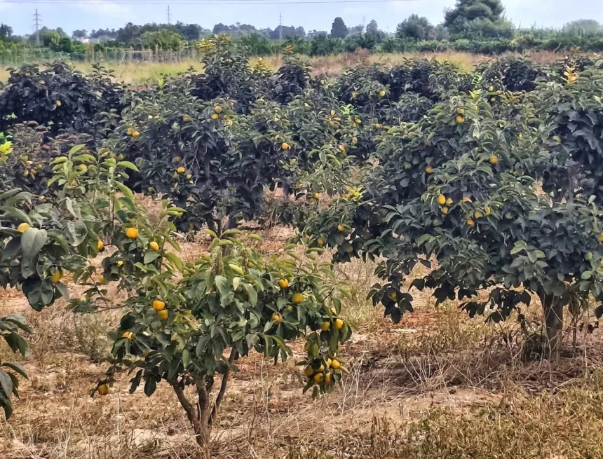 Sady owocowe Camino Levante dzień 4